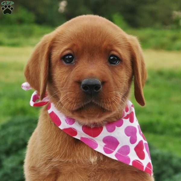 Spring Raine, Fox Red Labrador Retriever Puppy